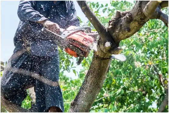 tree services Eastland